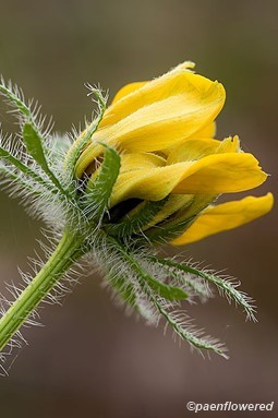 Close-up of opening flower in involucre